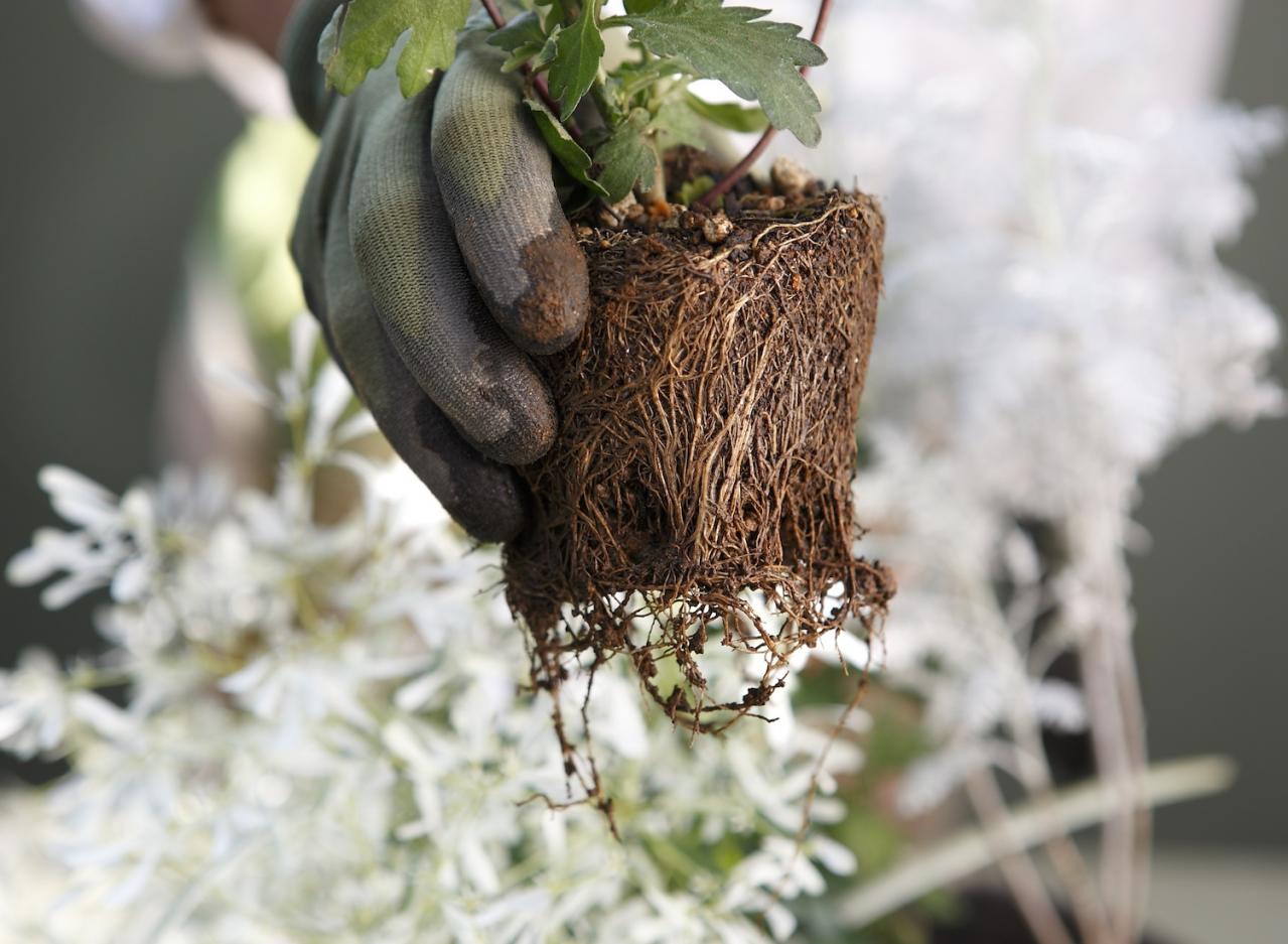 【ガーデニング】9〜10月に出回る苗で作る【白いマムの寄せ植え】植えつけプロセスも公開！（画像13）