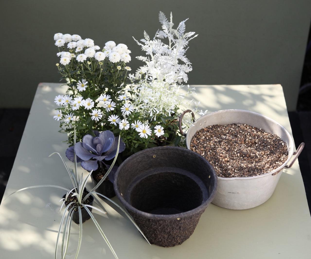 【ガーデニング】9〜10月に出回る苗で作る【白いマムの寄せ植え】植えつけプロセスも公開！（画像10）