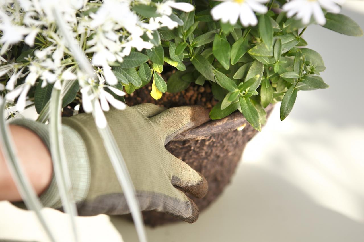 【ガーデニング】9〜10月に出回る苗で作る【白いマムの寄せ植え】植えつけプロセスも公開！（画像15）