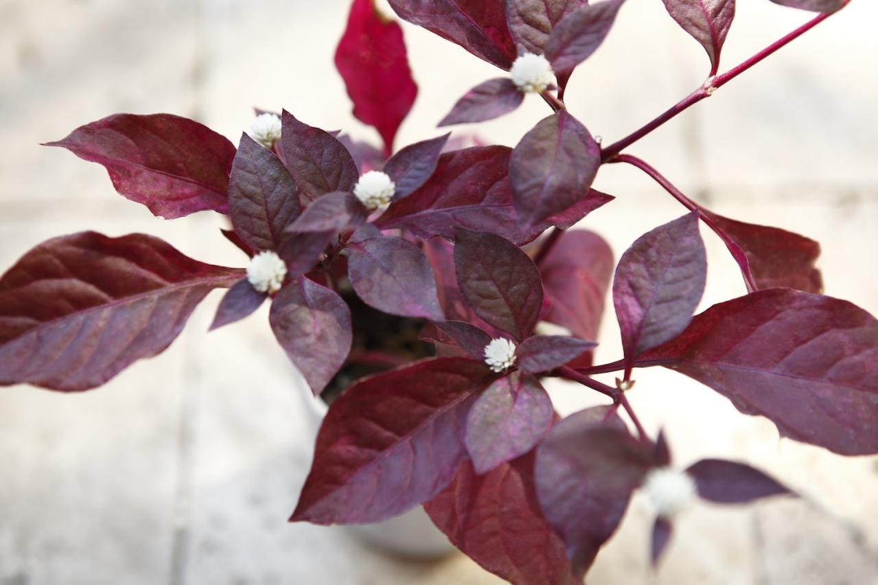 【ガーデニング】9〜10月に出回る苗で作る【白いマムの寄せ植え】植えつけプロセスも公開！（画像3）