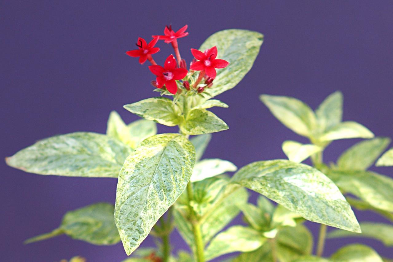 【ガーデニング】9〜10月に出回る苗で作る【白いマムの寄せ植え】植えつけプロセスも公開！（画像7）