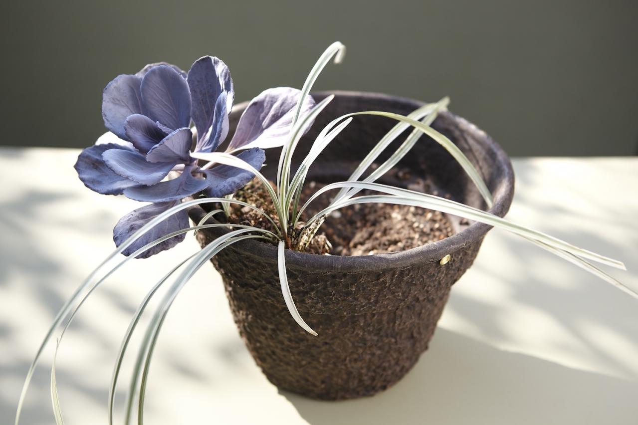 【ガーデニング】9〜10月に出回る苗で作る【白いマムの寄せ植え】植えつけプロセスも公開！（画像12）