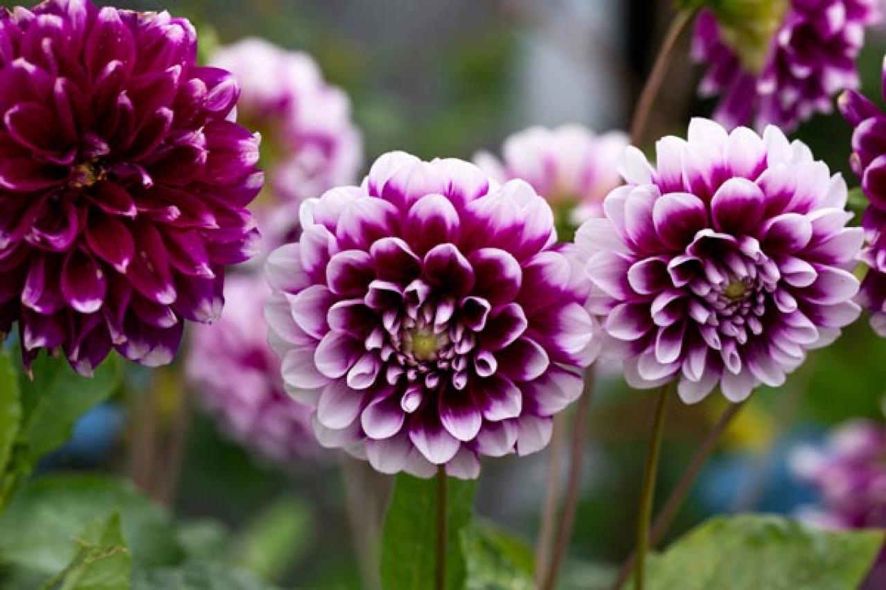 【ガーデニング】秋に咲く多年草。球根植物6選を［芽出しポット苗］でラクラク育てよう！（画像6）