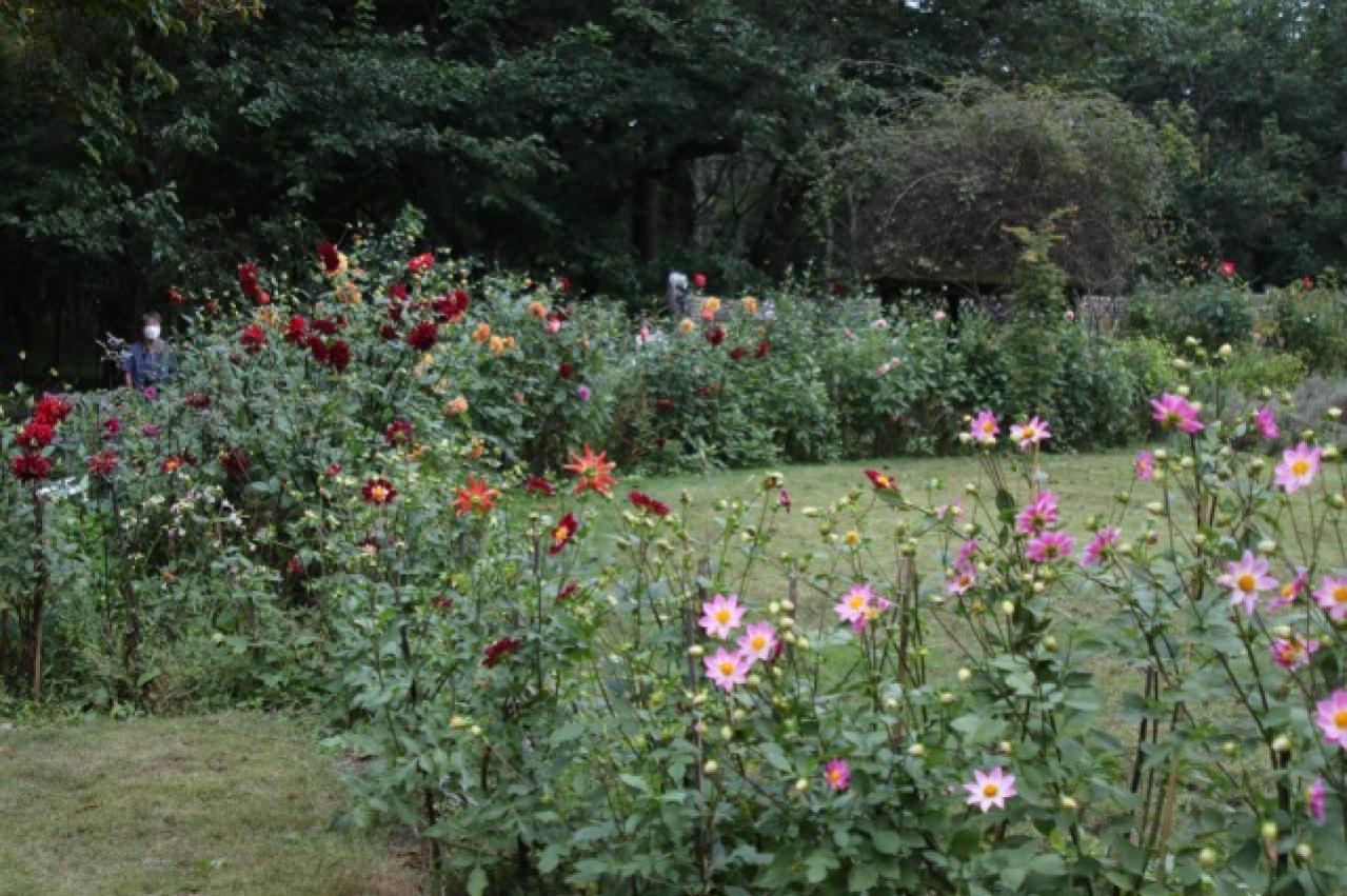 秋旅におすすめ！都心から行けるダリアの咲くガーデンめぐり（画像3）