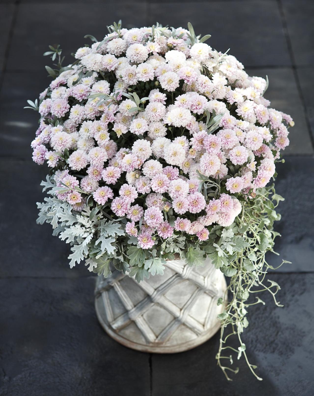 秋に作りたい【ピンクのマムの寄せ植え】愛らしい印象で空間を彩る【ガーデニング】（画像2）