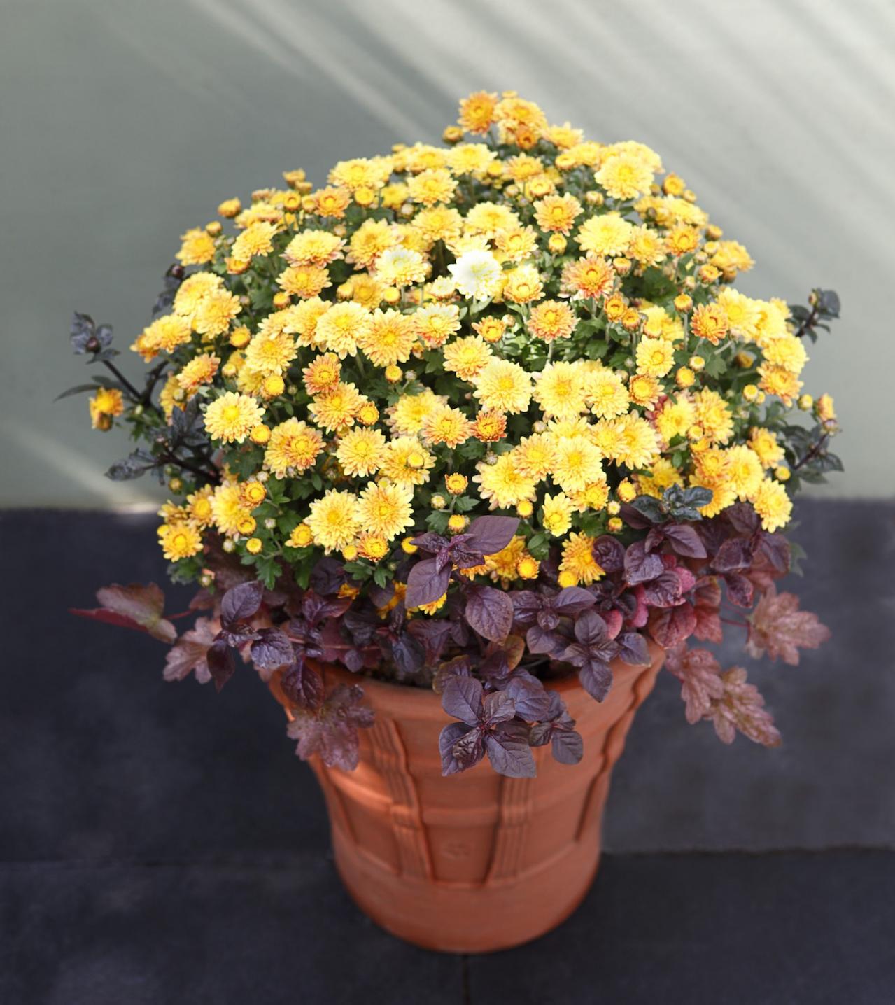 【ガーデニング】9〜10月に出回る苗で作って楽しむ【オレンジのマムの寄せ植え】（画像4）