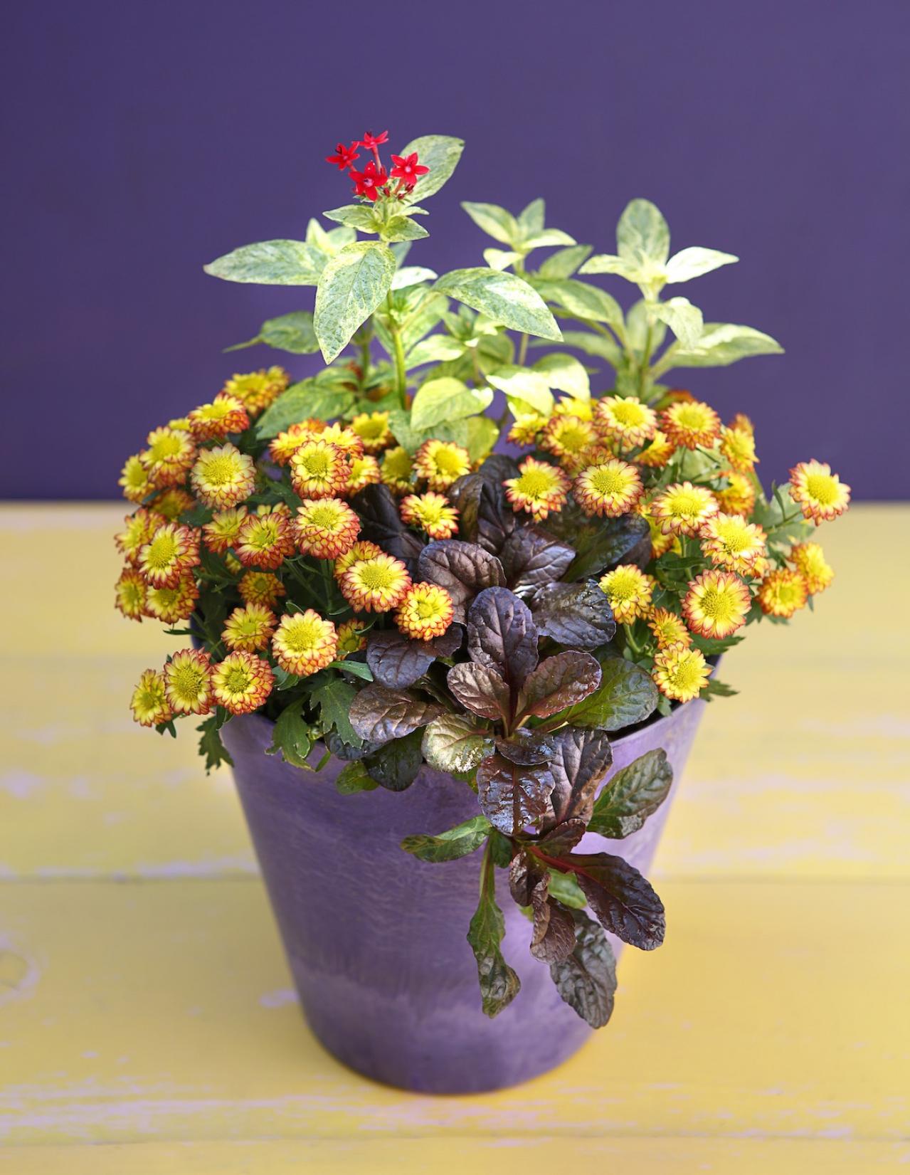 【ガーデニング】9〜10月に出回る苗で作って楽しむ【オレンジのマムの寄せ植え】（画像2）