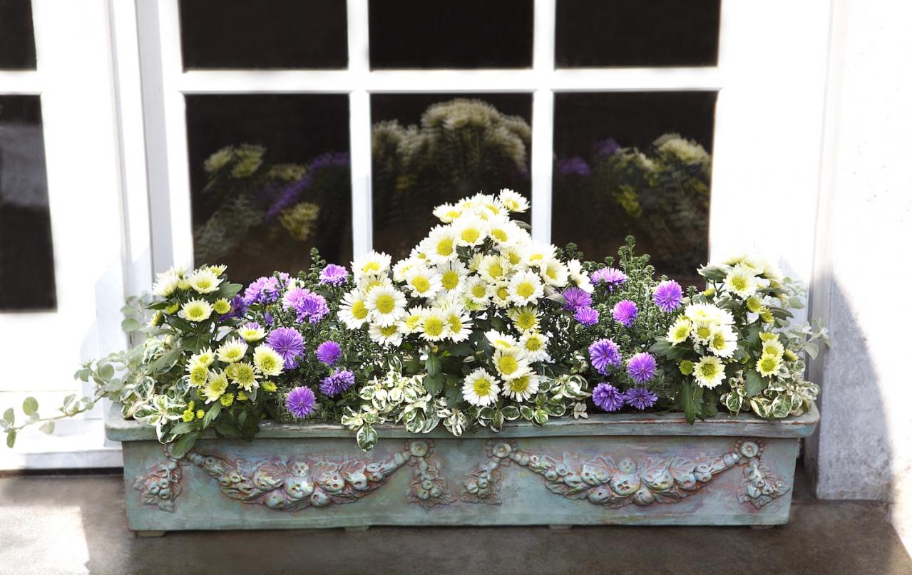 【ガーデニング】心浮き立つような華やかさ！吉谷桂子さんの【黄色いマムの寄せ植え】（画像4）