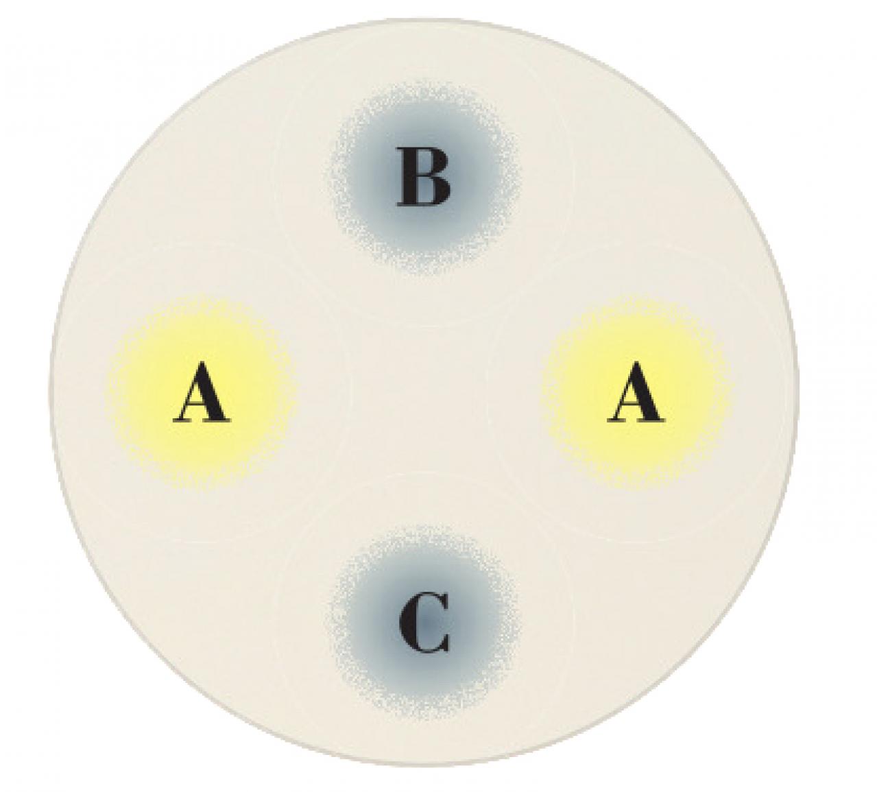 【ガーデニング】9〜10月に出回る苗で作って楽しむ【オレンジのマムの寄せ植え】（画像3）