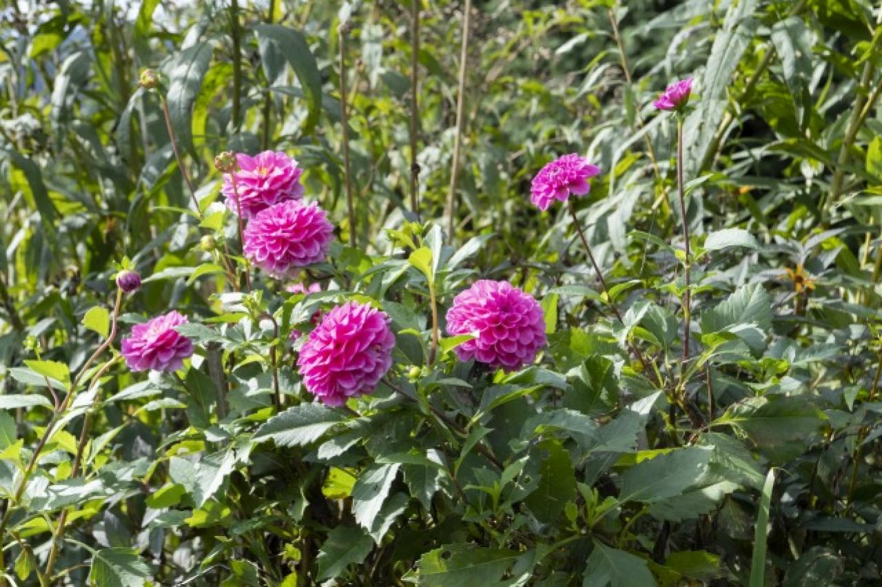 秋旅におすすめ！都心から行けるダリアの咲くガーデンめぐり（画像8）