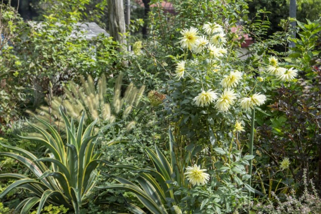 秋旅におすすめ！都心から行けるダリアの咲くガーデンめぐり（画像7）