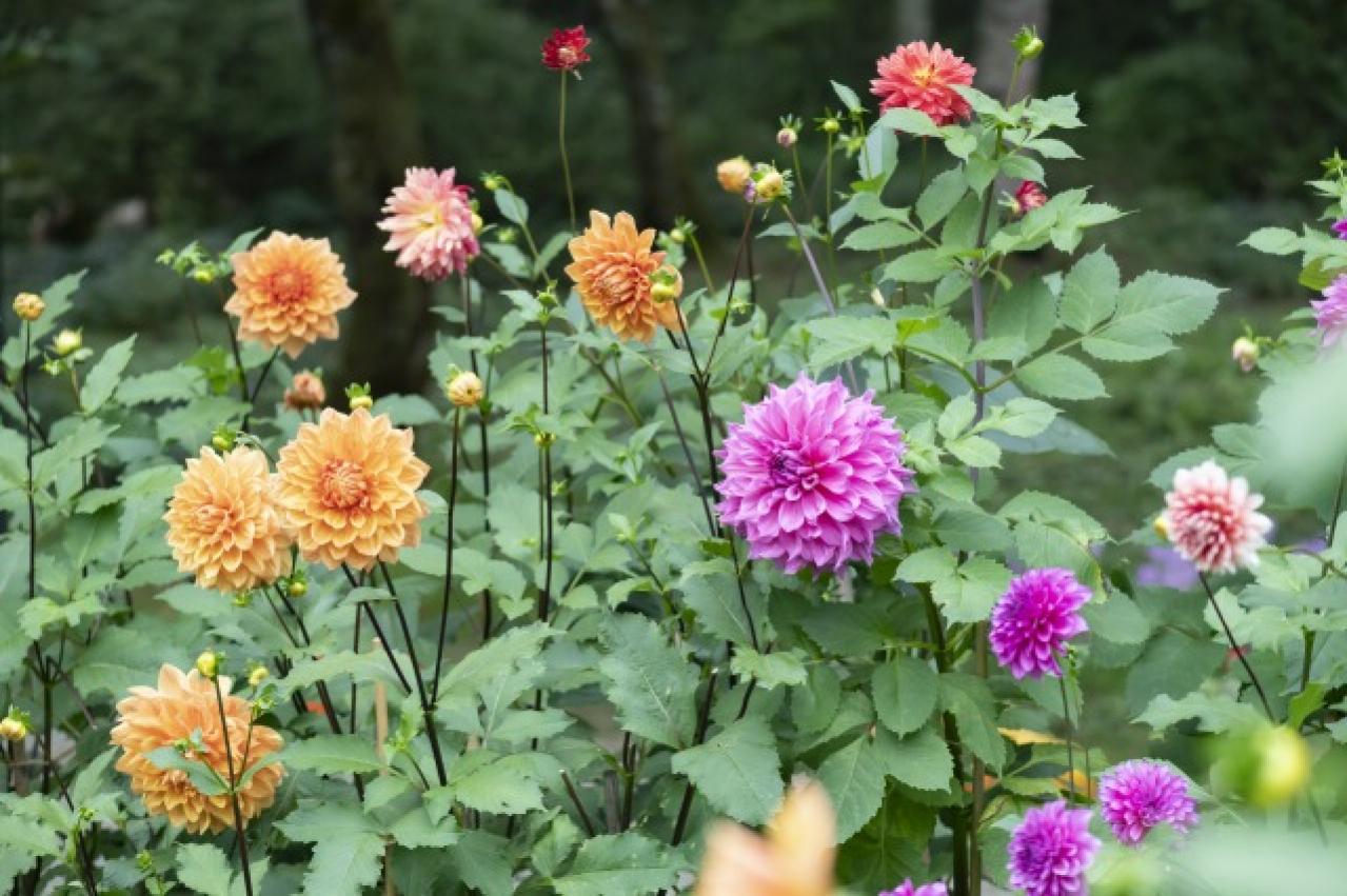 秋旅におすすめ！都心から行けるダリアの咲くガーデンめぐり