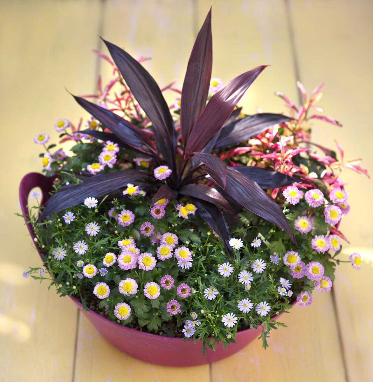 秋に作りたい【ピンクのマムの寄せ植え】愛らしい印象で空間を彩る【ガーデニング】（画像5）