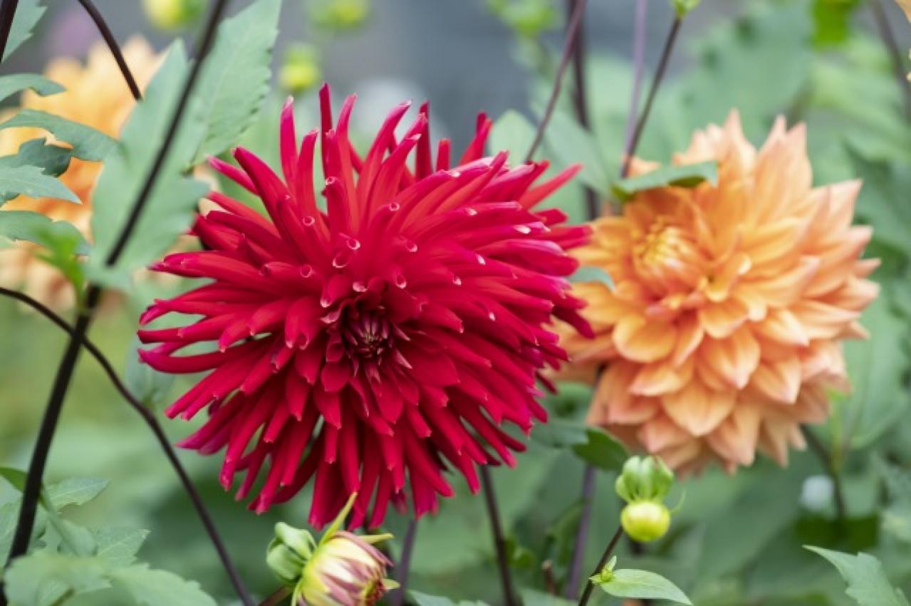 秋旅におすすめ！都心から行けるダリアの咲くガーデンめぐり（画像4）