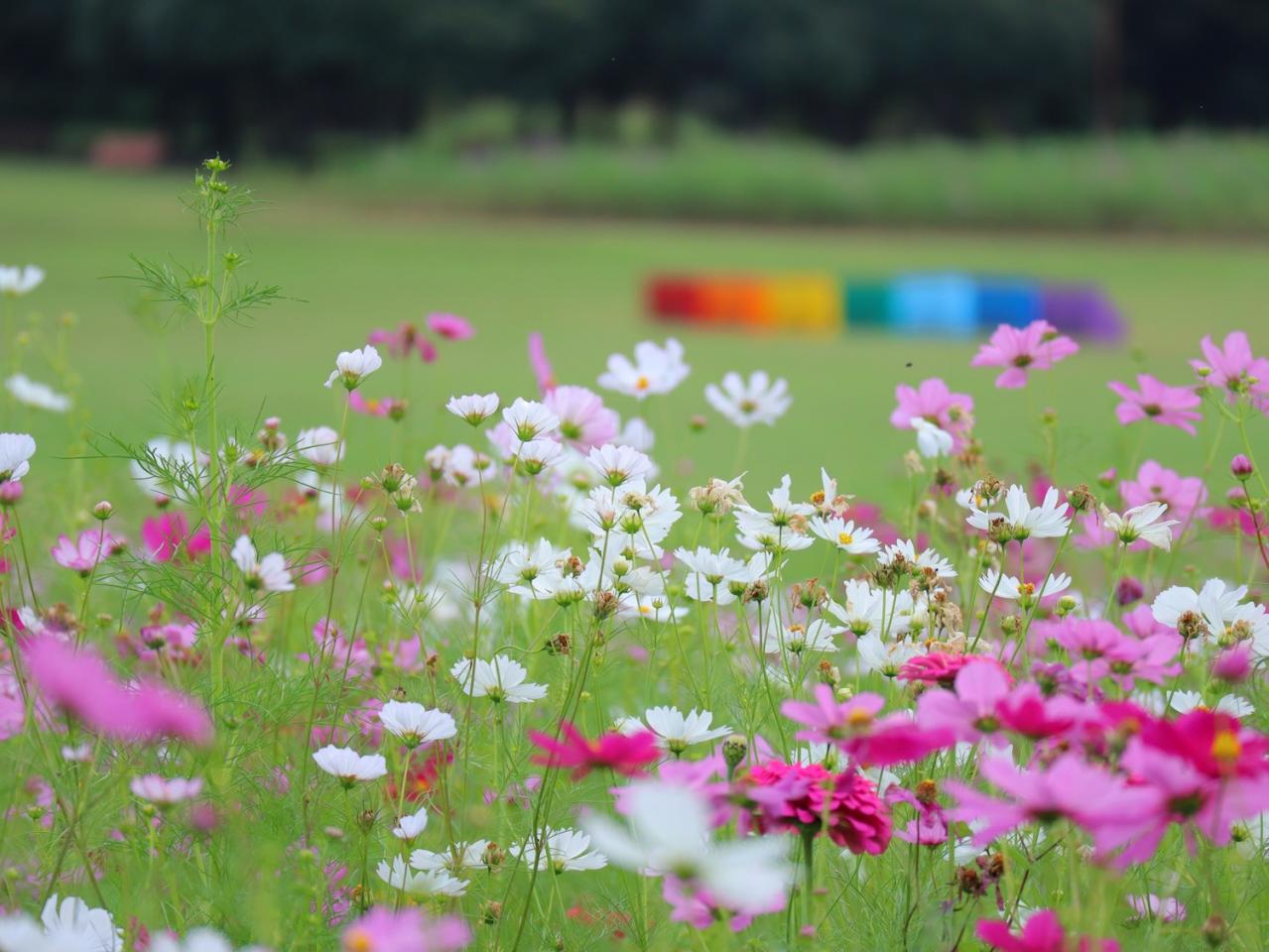 ロマンチックなピンク、黄色が一面に広がる【コスモス】の名所2選｜園芸研究家・桐原春子さんおすすめ（画像7）