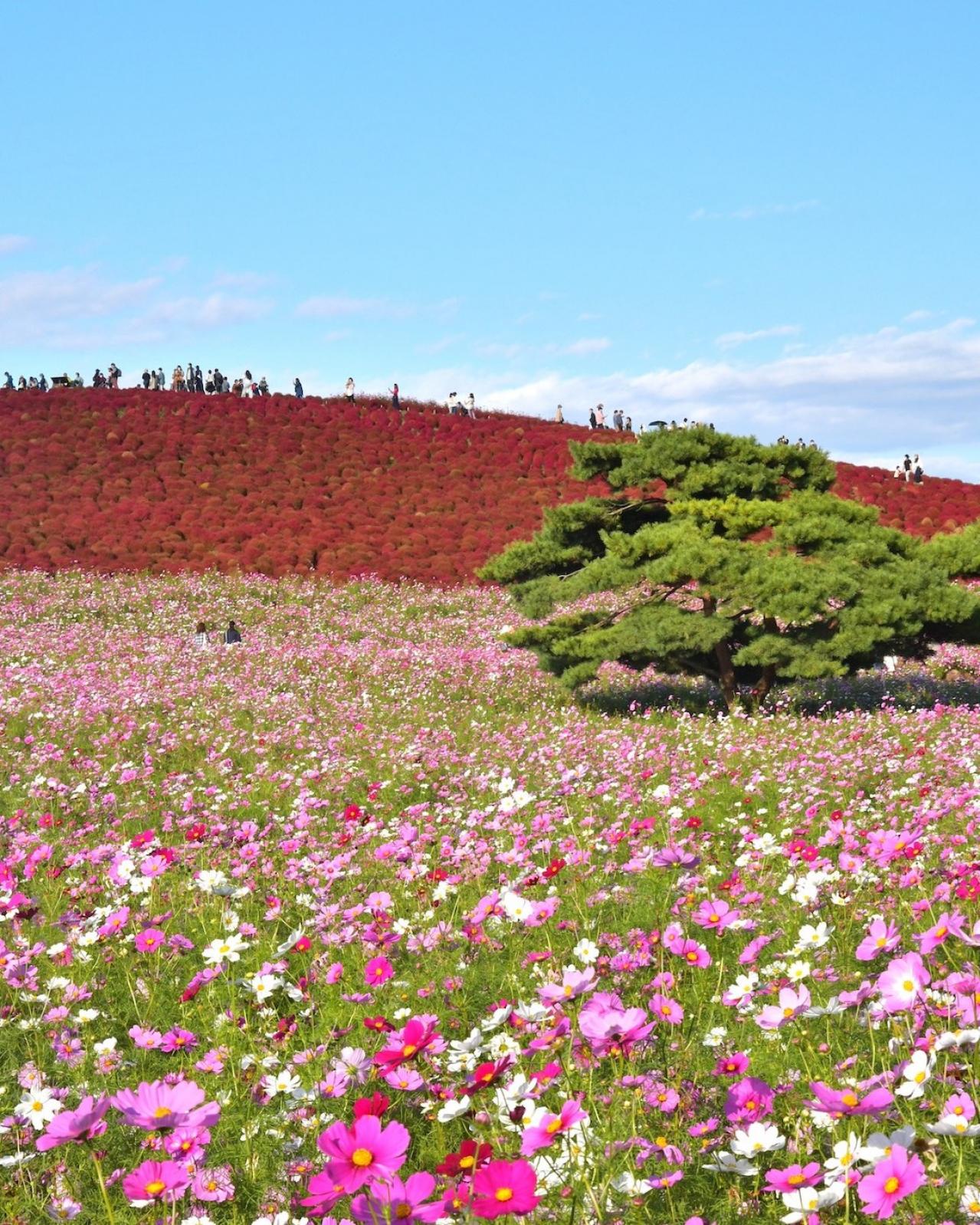 ロマンチックなピンク、黄色が一面に広がる【コスモス】の名所2選｜園芸研究家・桐原春子さんおすすめ（画像3）