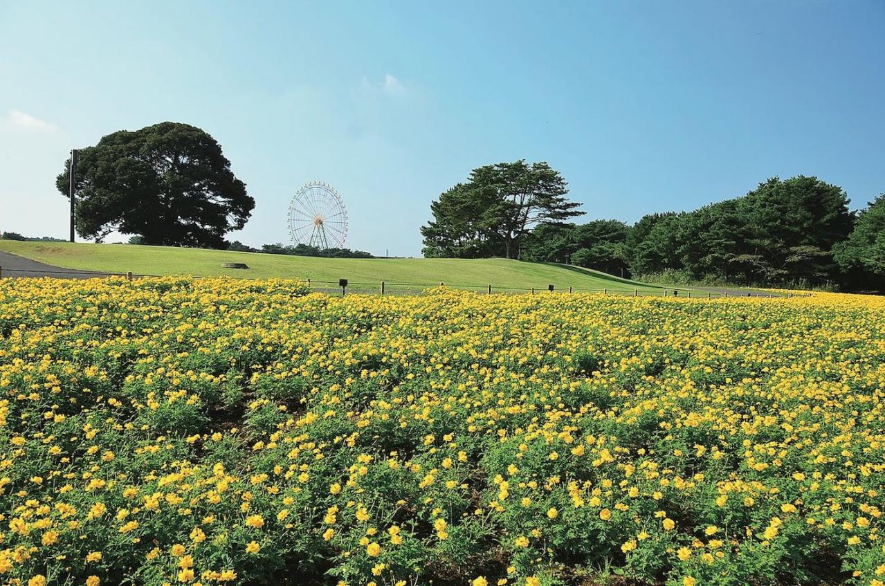 ロマンチックなピンク、黄色が一面に広がる【コスモス】の名所2選｜園芸研究家・桐原春子さんおすすめ（画像5）