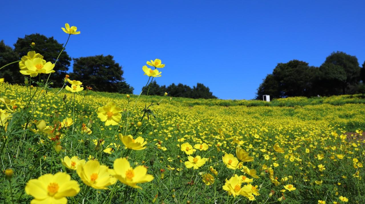 ロマンチックなピンク、黄色が一面に広がる【コスモス】の名所2選｜園芸研究家・桐原春子さんおすすめ（画像8）