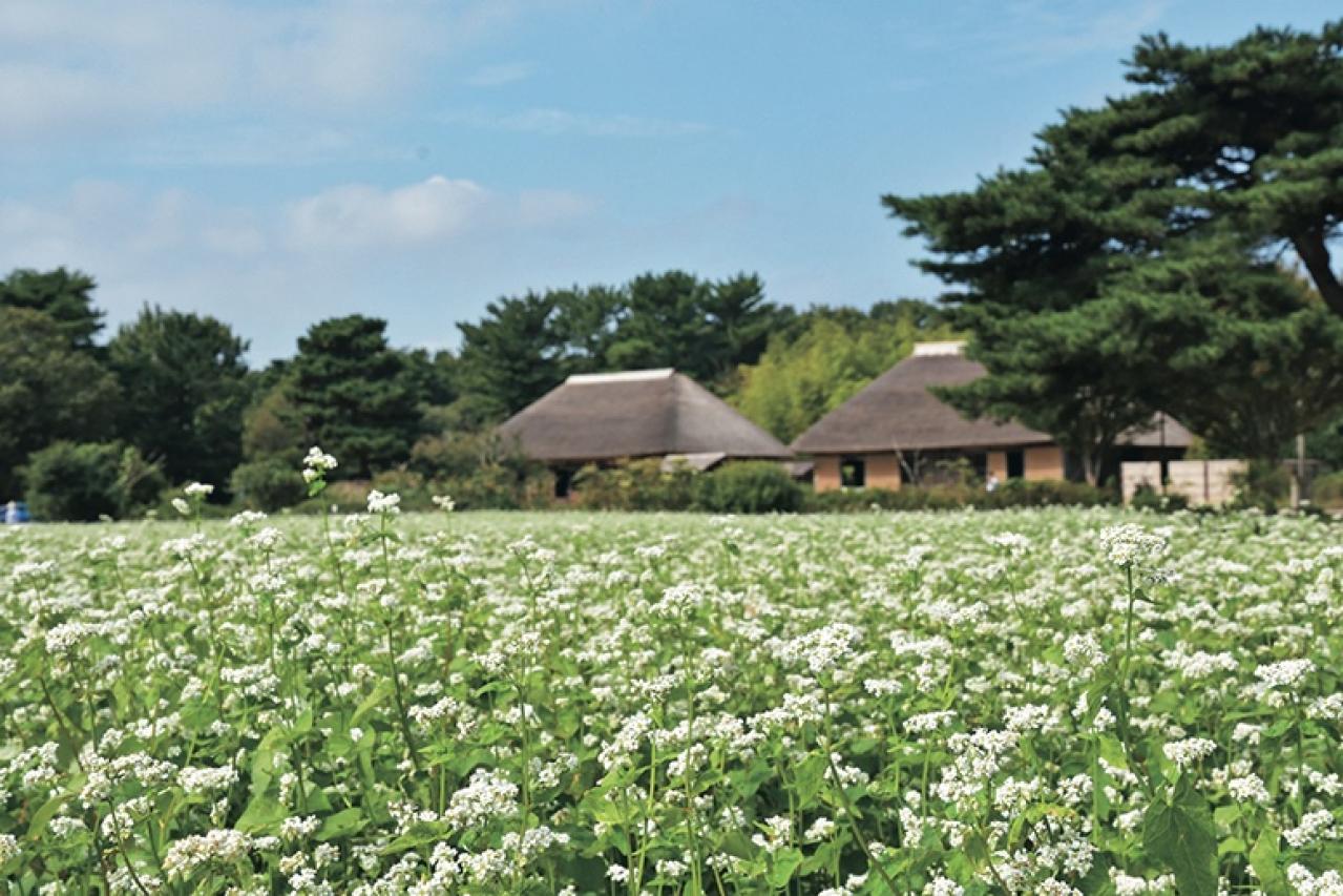 ロマンチックなピンク、黄色が一面に広がる【コスモス】の名所2選｜園芸研究家・桐原春子さんおすすめ（画像6）