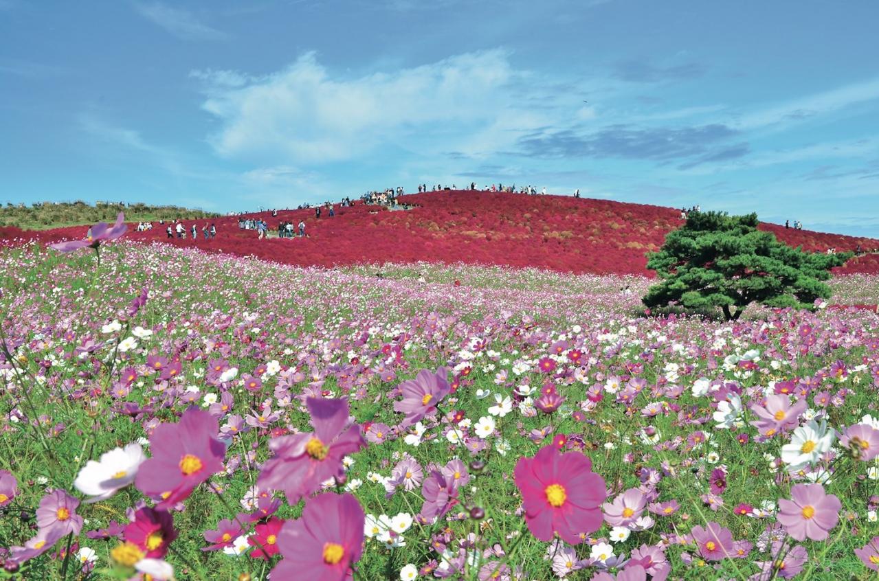 ロマンチックなピンク、黄色が一面に広がる【コスモス】の名所2選｜園芸研究家・桐原春子さんおすすめ（画像2）