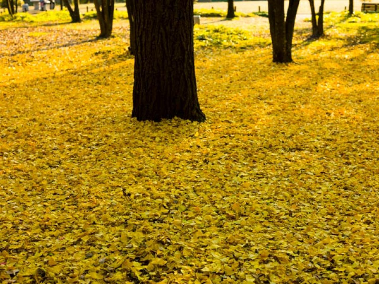 スマホで撮る紅葉写真が劇的に変わる！プロに教わるちょっとした６つのコツ（画像6）