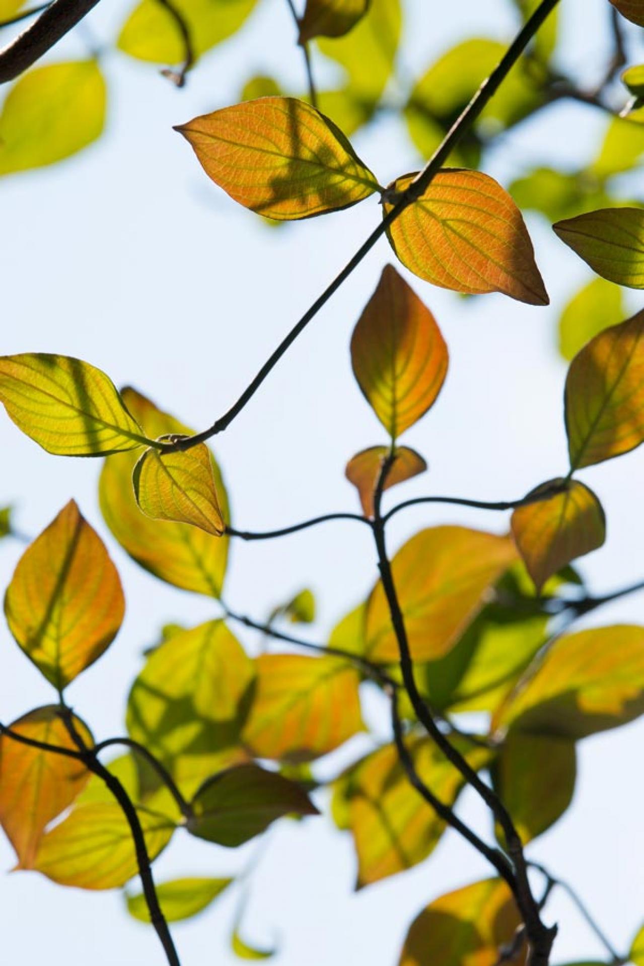 スマホで撮る紅葉写真が劇的に変わる！プロに教わるちょっとした６つのコツ（画像10）