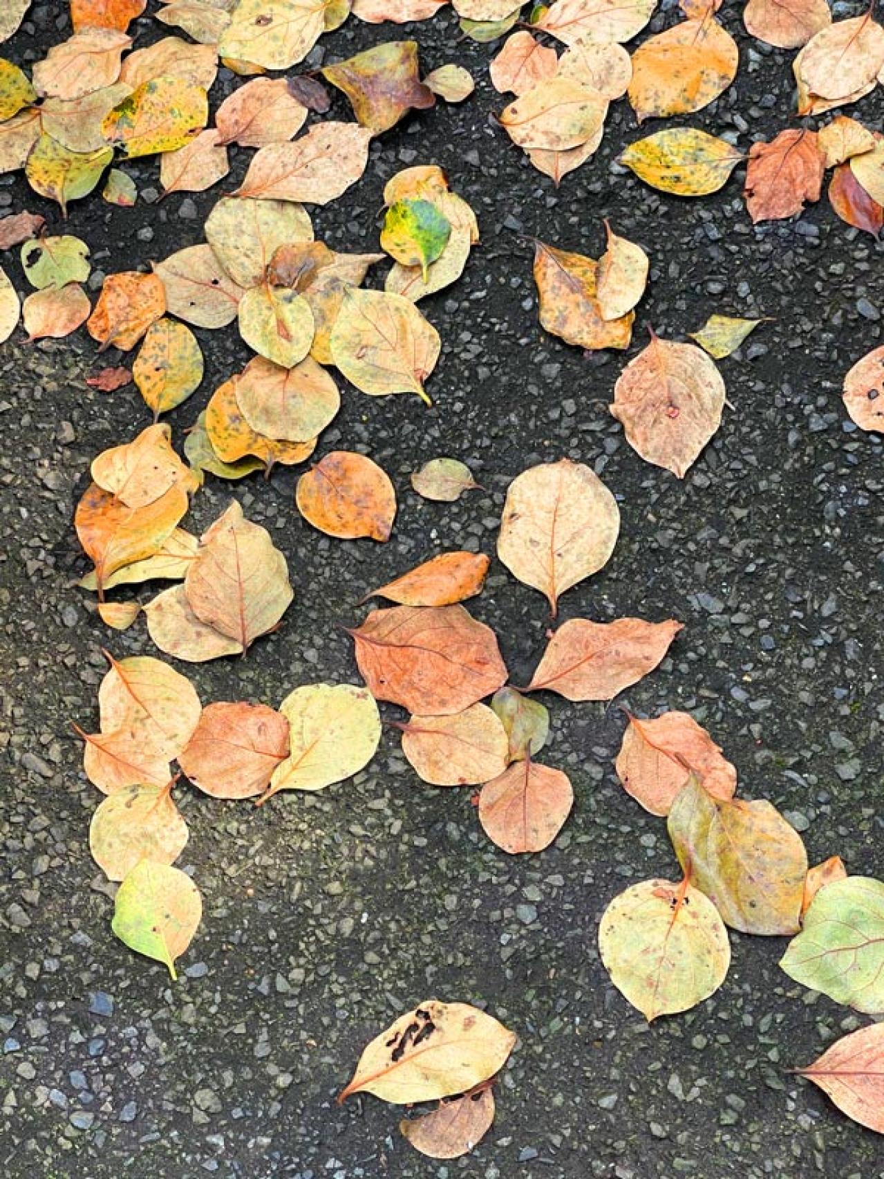 スマホで撮る紅葉写真が劇的に変わる！プロに教わるちょっとした６つのコツ（画像14）