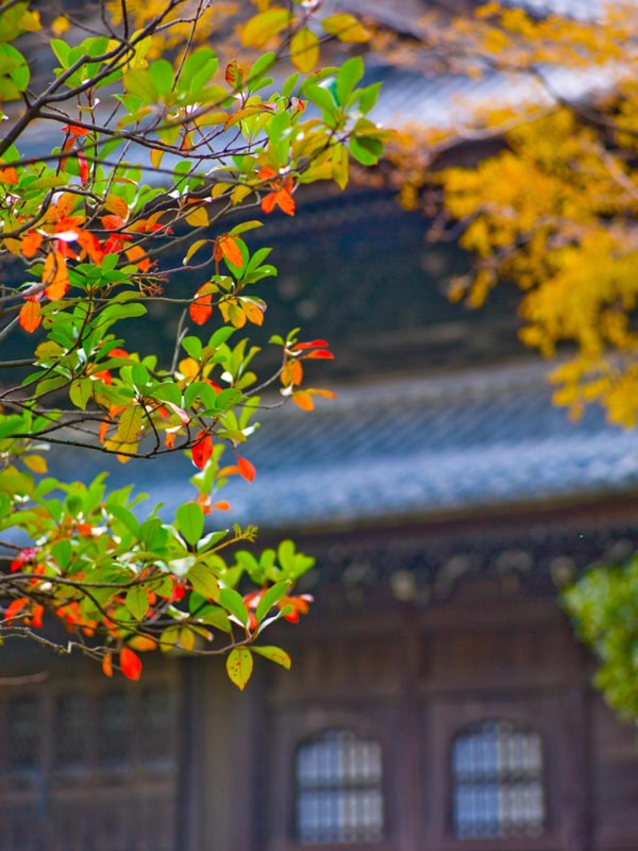 スマホで撮る紅葉写真が劇的に変わる！プロに教わるちょっとした６つのコツ（画像4）