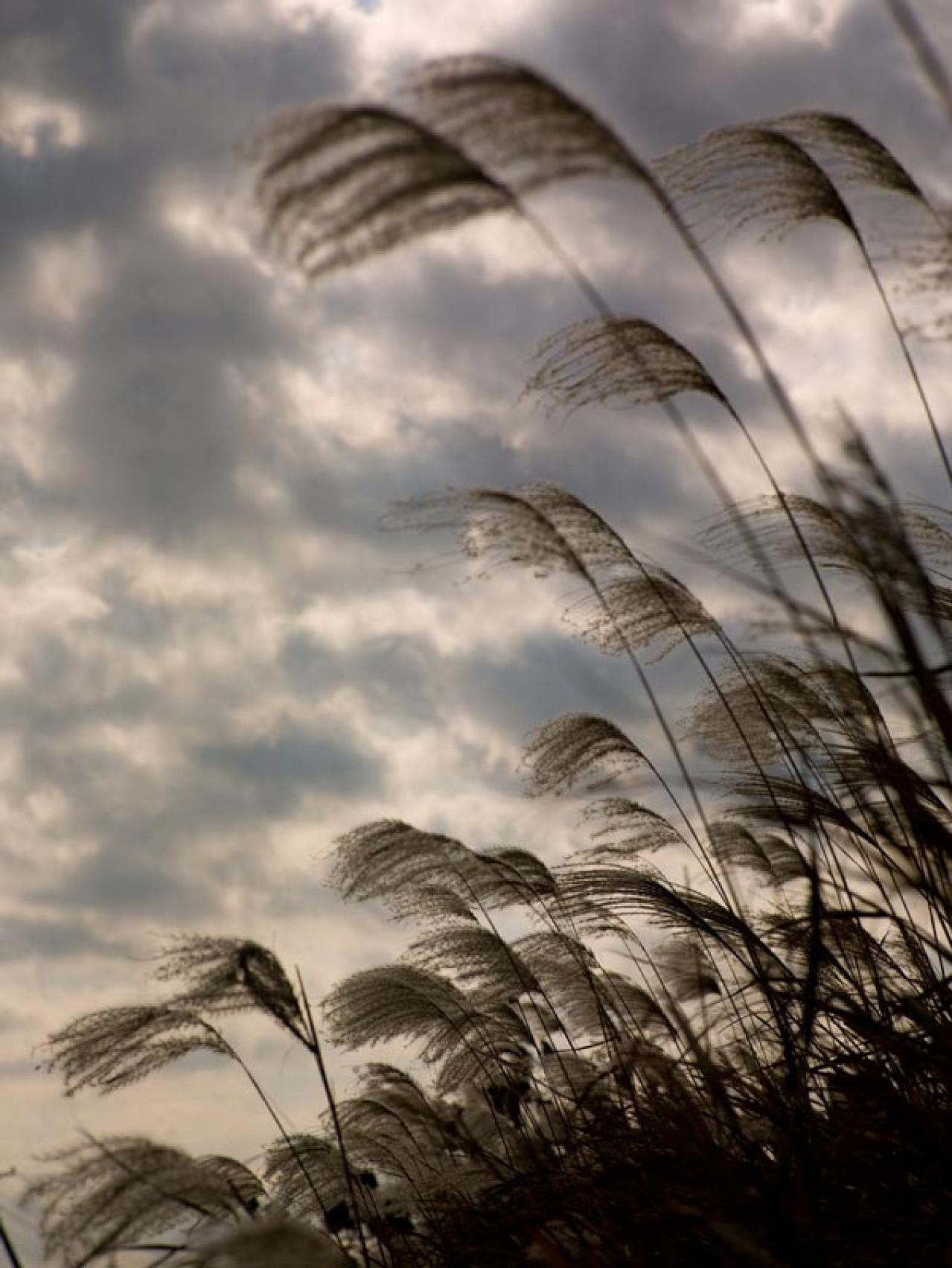 スマホで撮る紅葉写真が劇的に変わる！プロに教わるちょっとした６つのコツ（画像11）