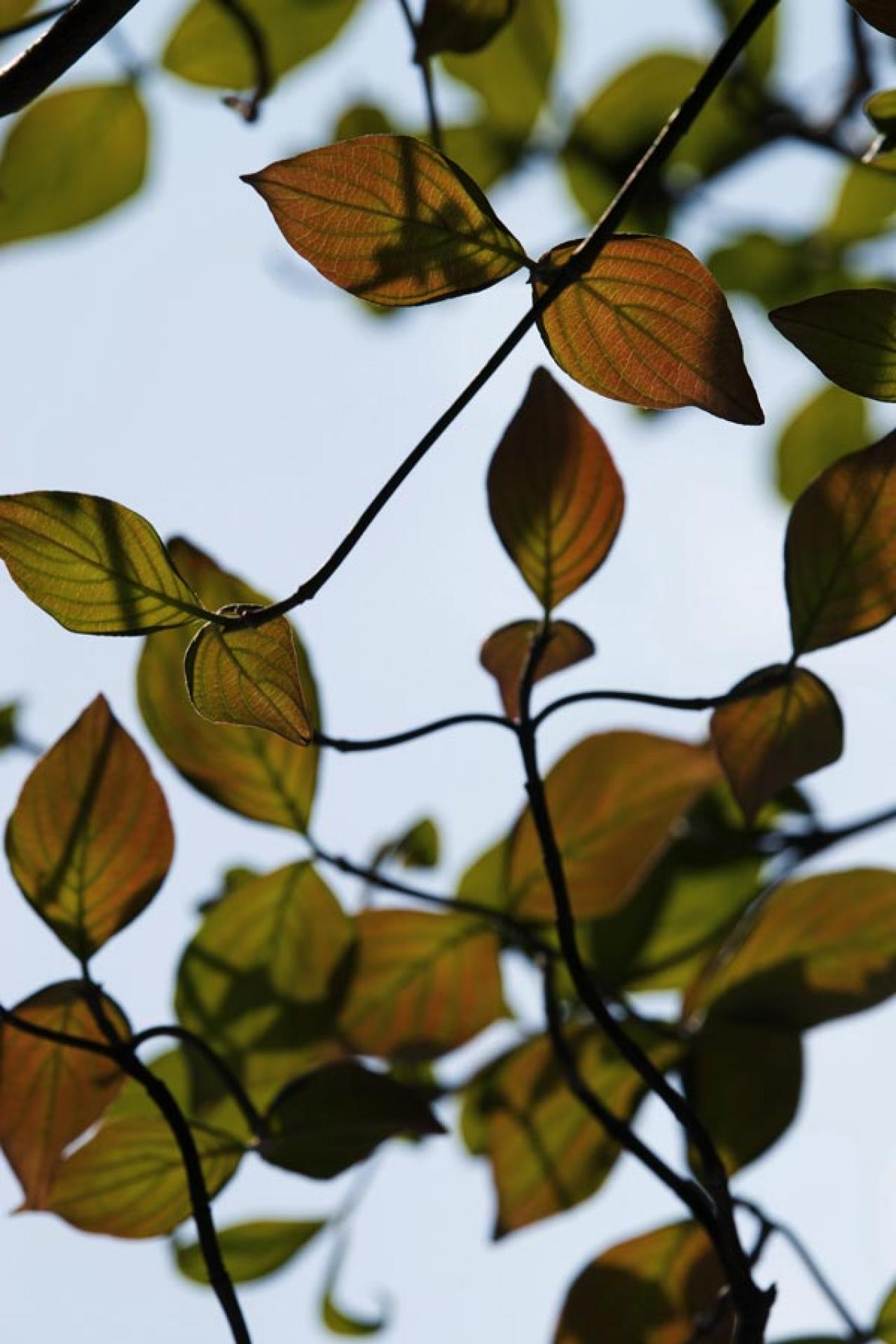 スマホで撮る紅葉写真が劇的に変わる！プロに教わるちょっとした６つのコツ（画像9）