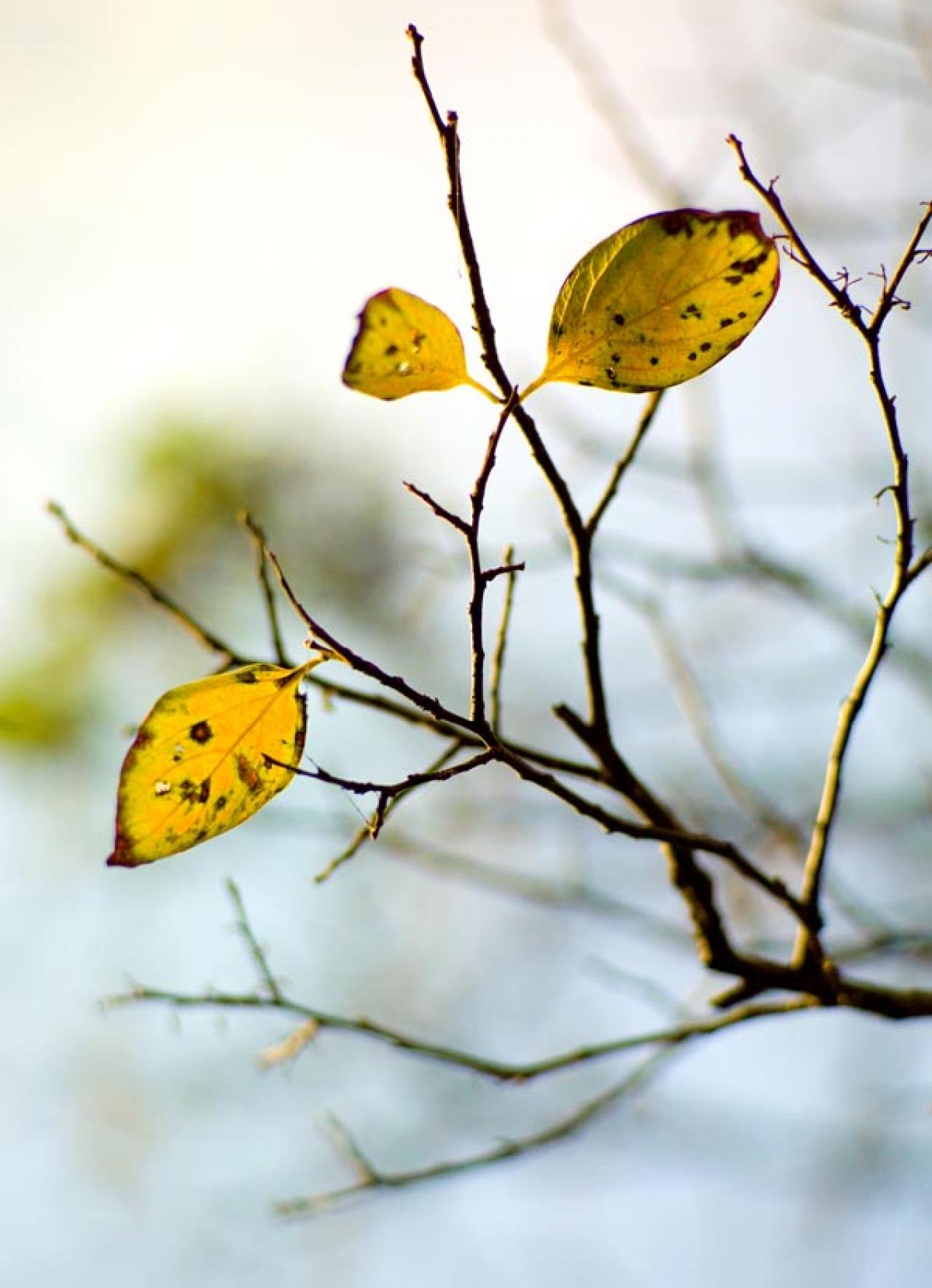 スマホで撮る紅葉写真が劇的に変わる！プロに教わるちょっとした６つのコツ（画像19）