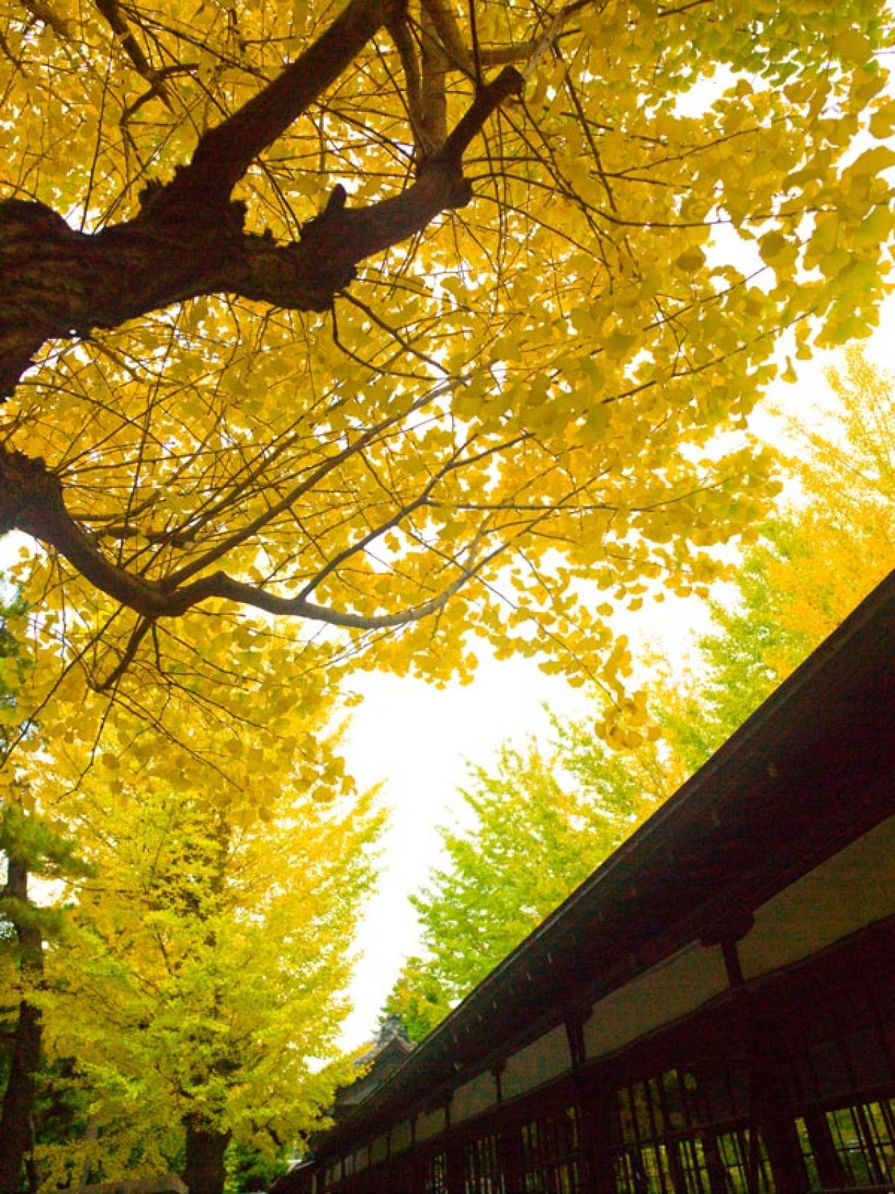 スマホで撮る紅葉写真が劇的に変わる！プロに教わるちょっとした６つのコツ（画像5）