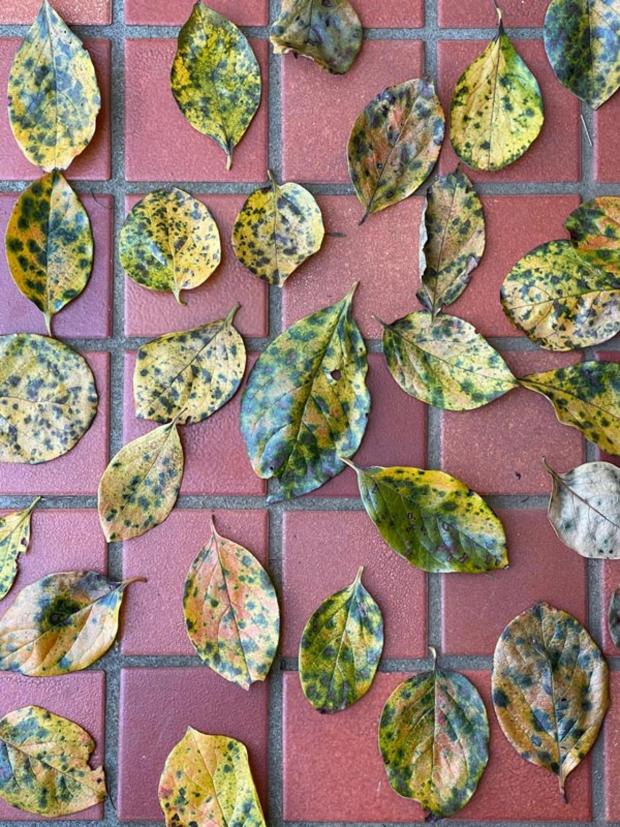 スマホで撮る紅葉写真が劇的に変わる！プロに教わるちょっとした６つのコツ（画像16）