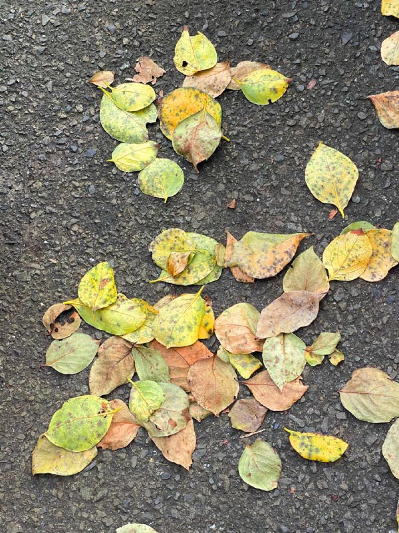 スマホで撮る紅葉写真が劇的に変わる！プロに教わるちょっとした６つのコツ（画像13）