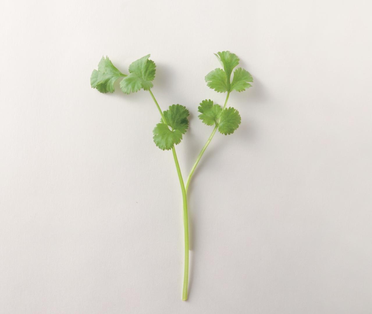 【ガーデニング】料理に欠かせないハーブ【コリアンダー】＝パクチーの栽培方法と活用アイデア3選（画像3）