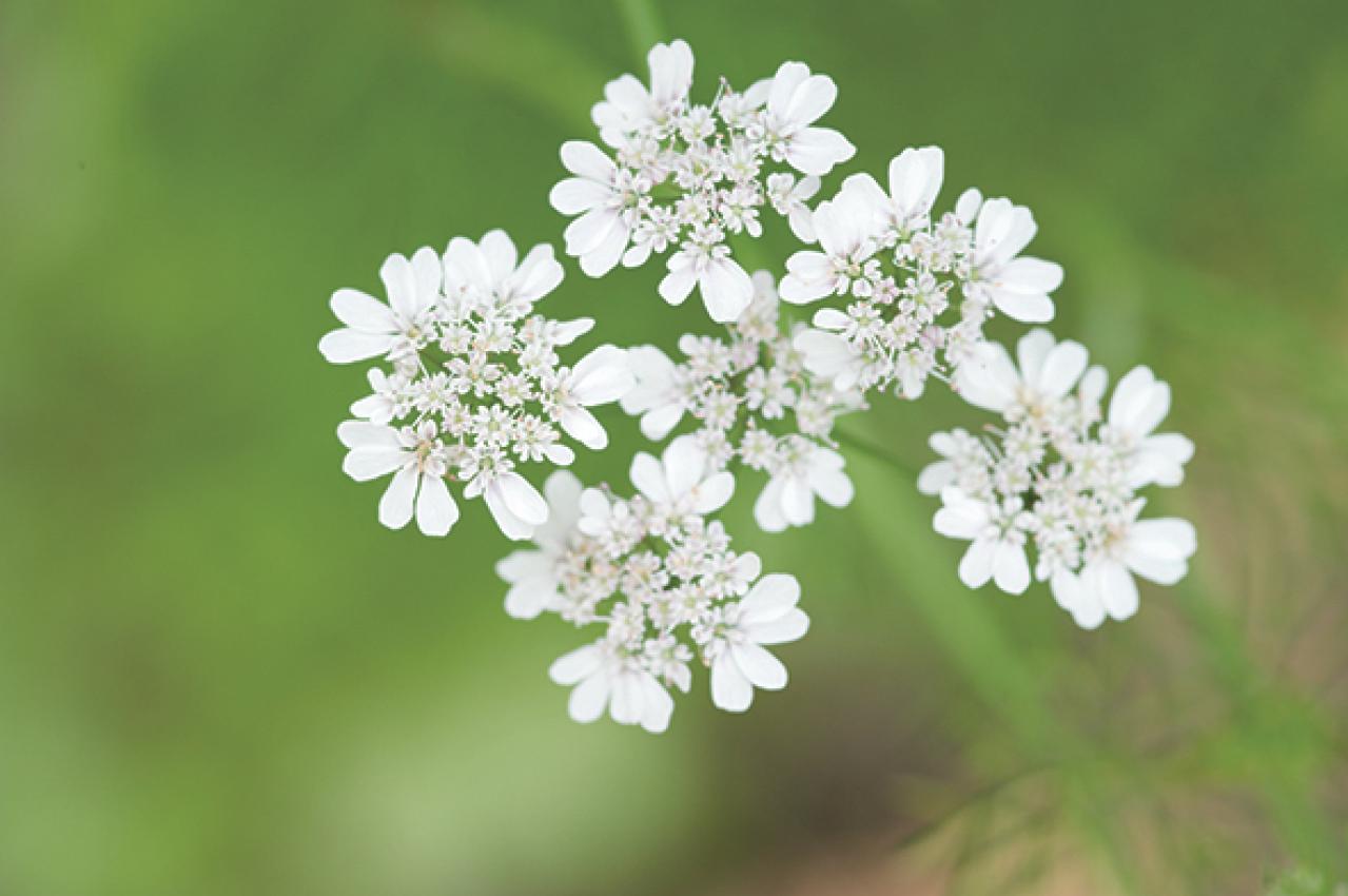 【ガーデニング】料理に欠かせないハーブ【コリアンダー】＝パクチーの栽培方法と活用アイデア3選（画像6）