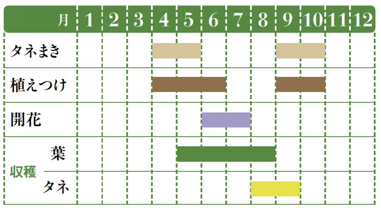 【ガーデニング】料理に欠かせないハーブ【コリアンダー】＝パクチーの栽培方法と活用アイデア3選（画像2）
