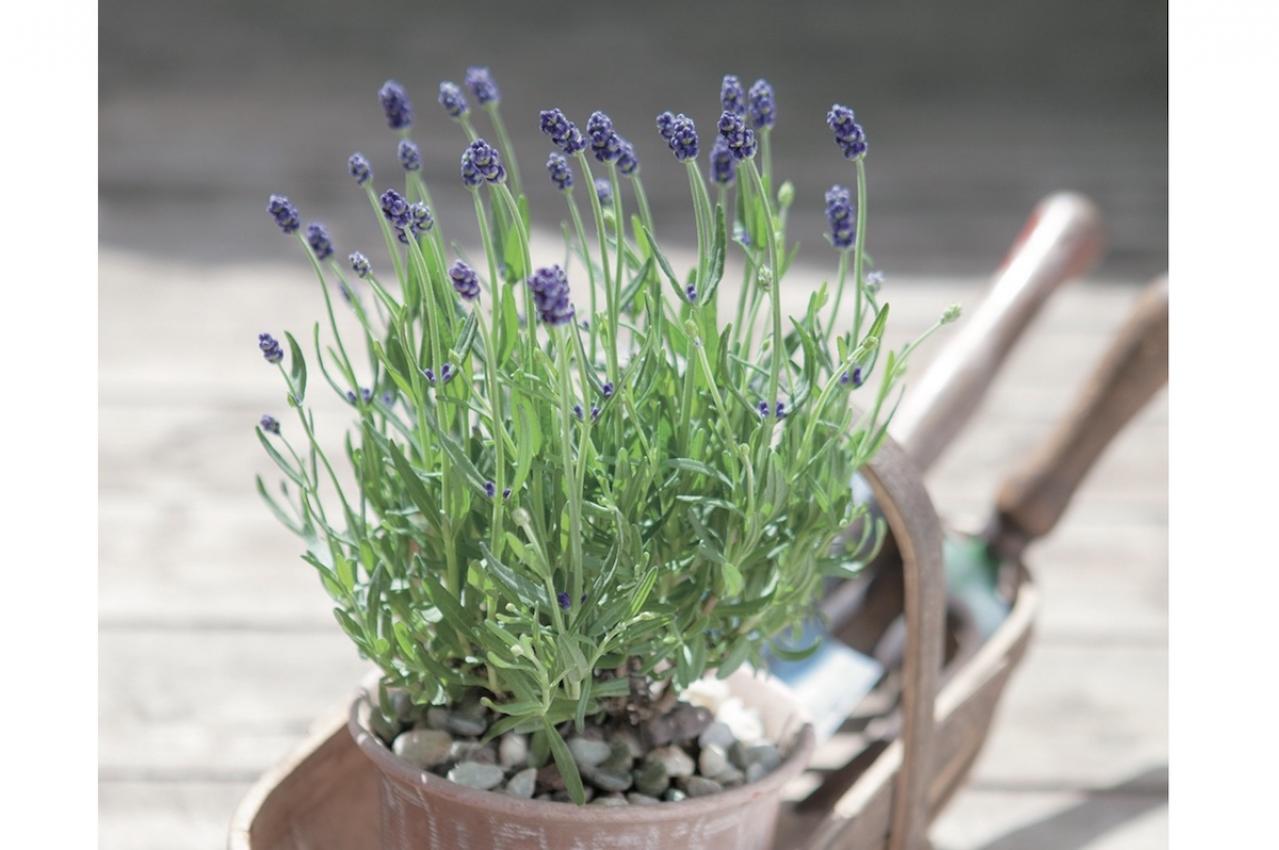 【ガーデニング】育てて楽しいハーブ【ラヴェンダー】の栽培方法と活用アイデア2選