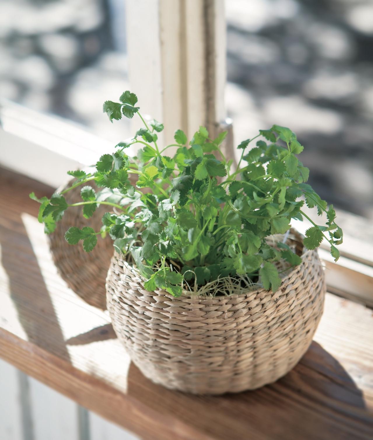 【ガーデニング】料理に欠かせないハーブ【コリアンダー】＝パクチーの栽培方法と活用アイデア3選（画像5）