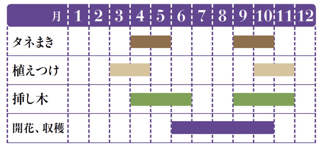【ガーデニング】育てて楽しいハーブ【ラヴェンダー】の栽培方法と活用アイデア2選（画像2）