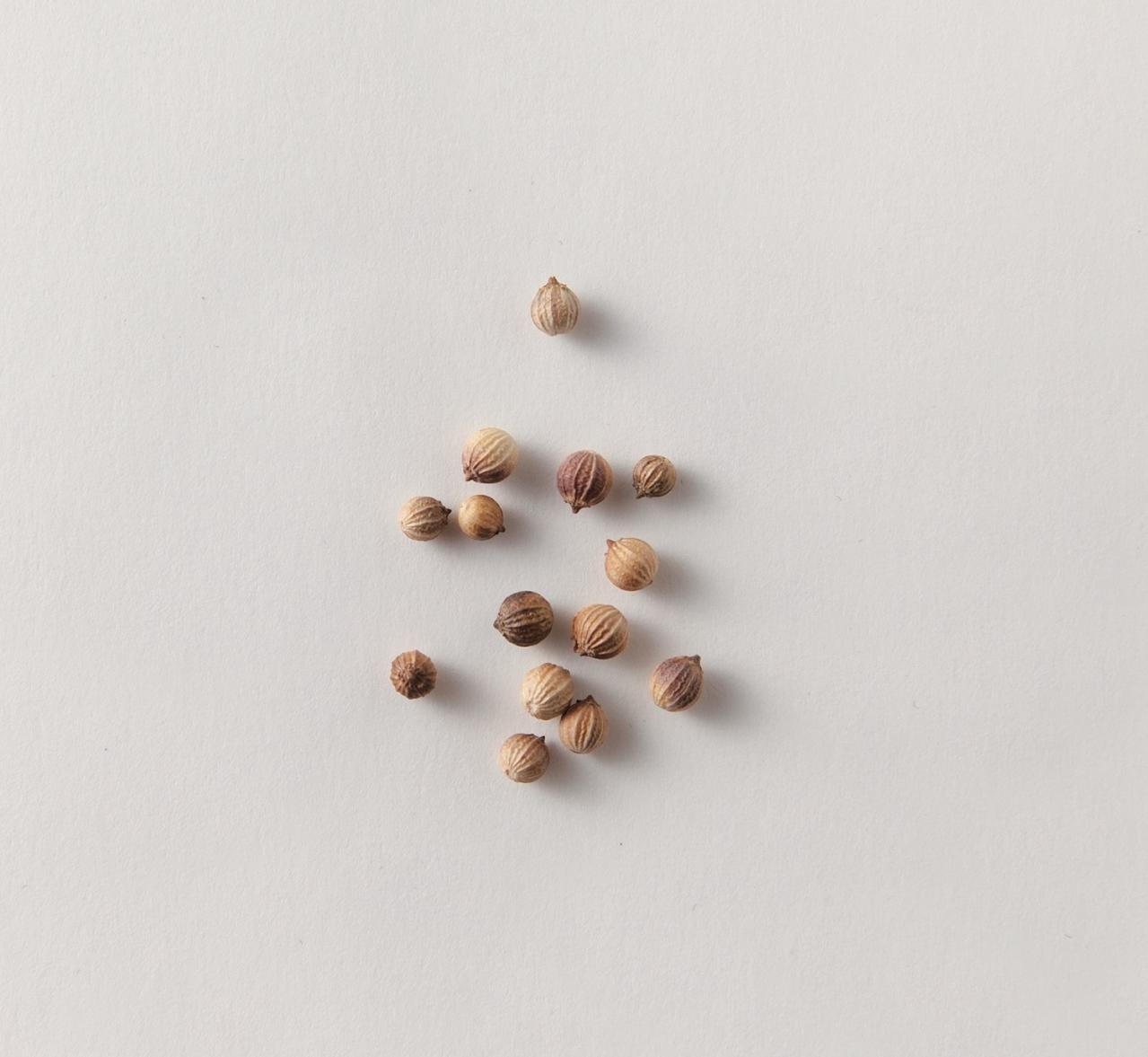 【ガーデニング】料理に欠かせないハーブ【コリアンダー】＝パクチーの栽培方法と活用アイデア3選（画像4）