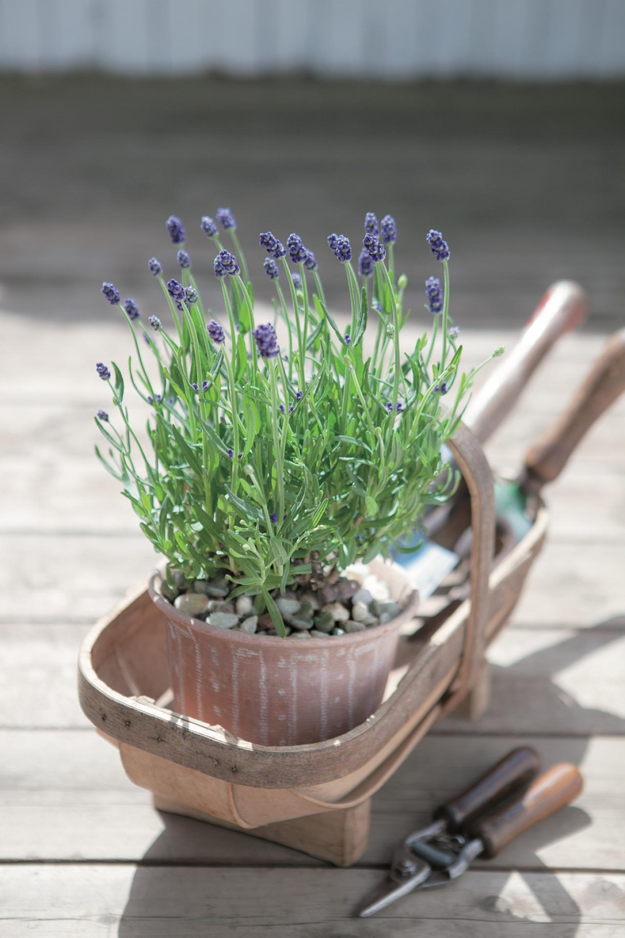 【ガーデニング】育てて楽しいハーブ【ラヴェンダー】の栽培方法と活用アイデア2選（画像3）