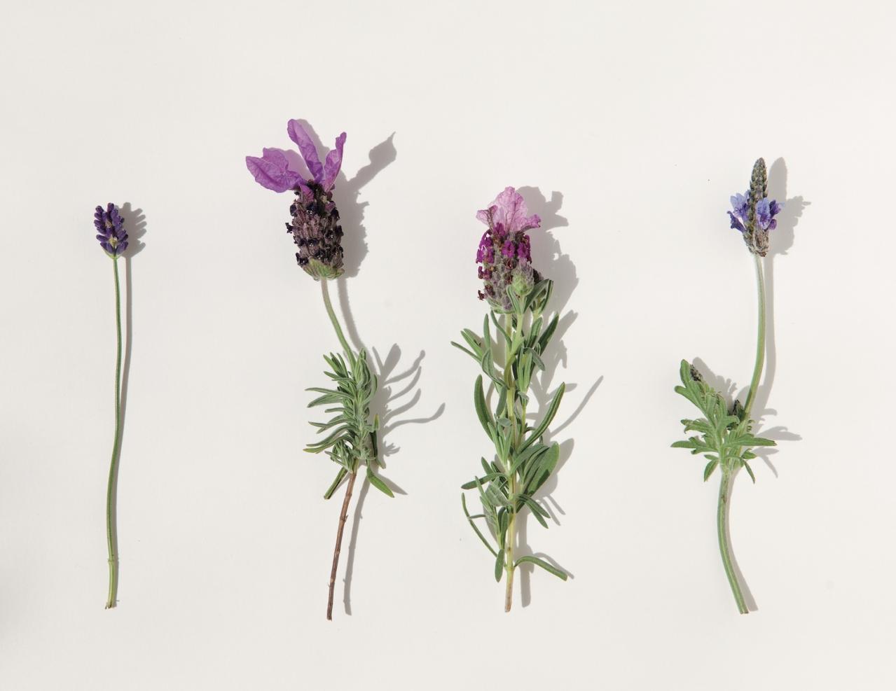 【ガーデニング】育てて楽しいハーブ【ラヴェンダー】の栽培方法と活用アイデア2選（画像4）