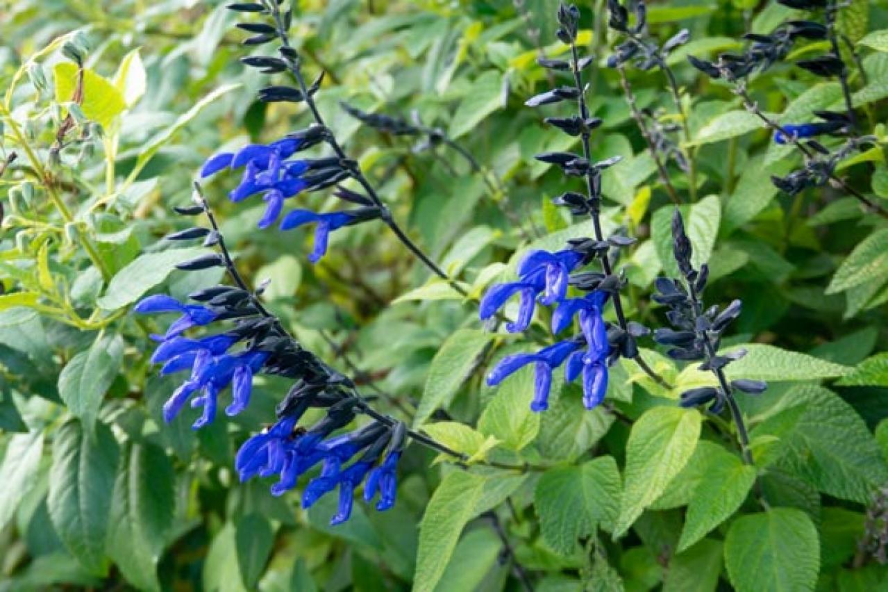 秋の庭を彩る多年草【サルビア】6選！ナチュラルでワイルドなガーデニングのコツ（画像9）