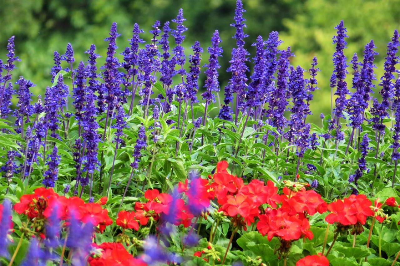 秋の庭を彩る多年草【サルビア】6選！ナチュラルでワイルドなガーデニングのコツ（画像12）