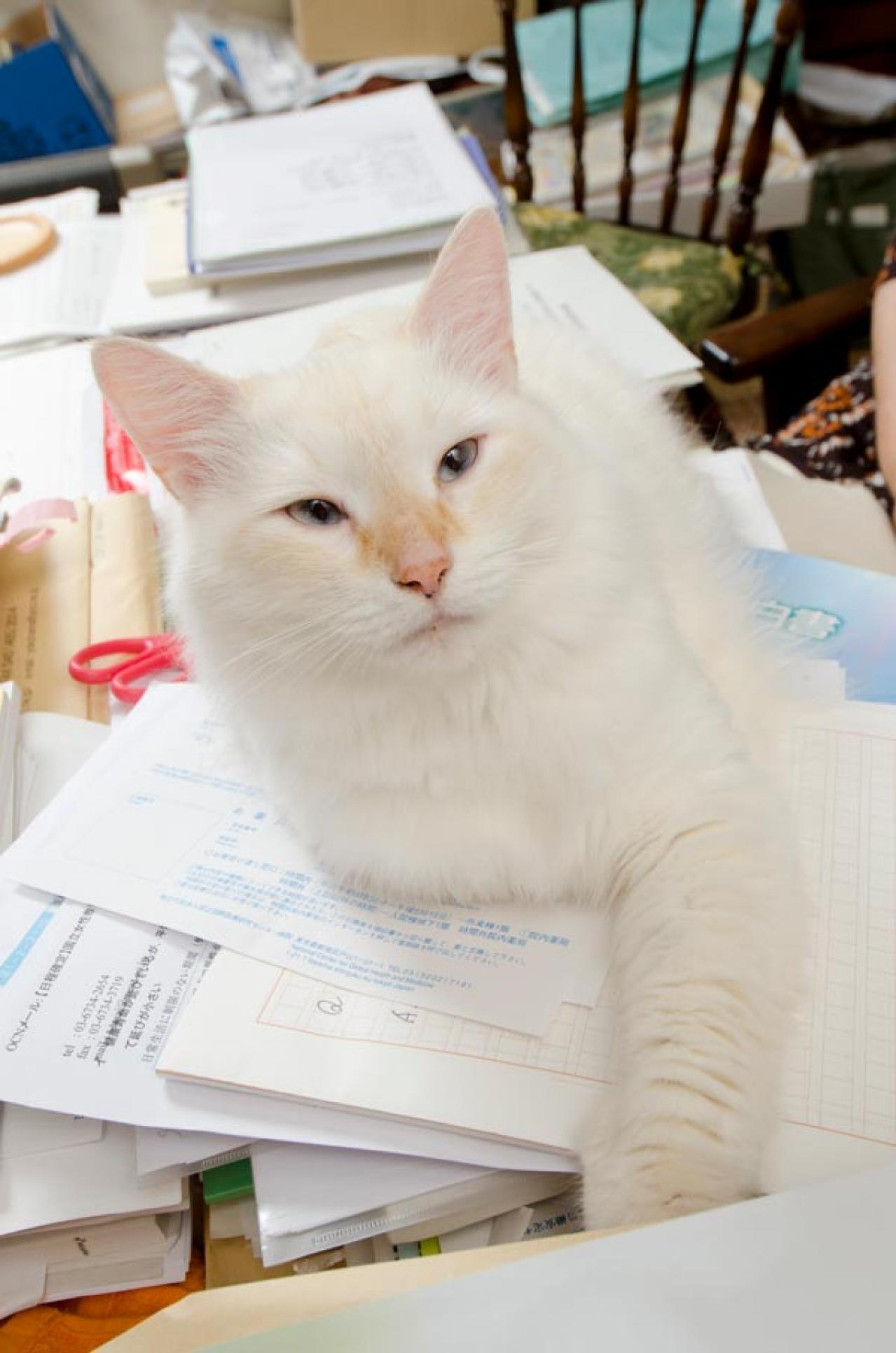 91歳 樋口恵子さんは猫が欠かせません「深い愛情を注ぐ対象がいることは、脳の健康にもよさそう」（画像3）