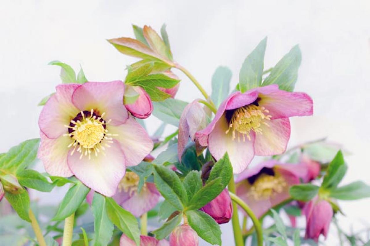 【ガーデニング初心者におすすめ】多年草を選ぶ？それとも一年草？「植物のライフサイクル」（画像10）