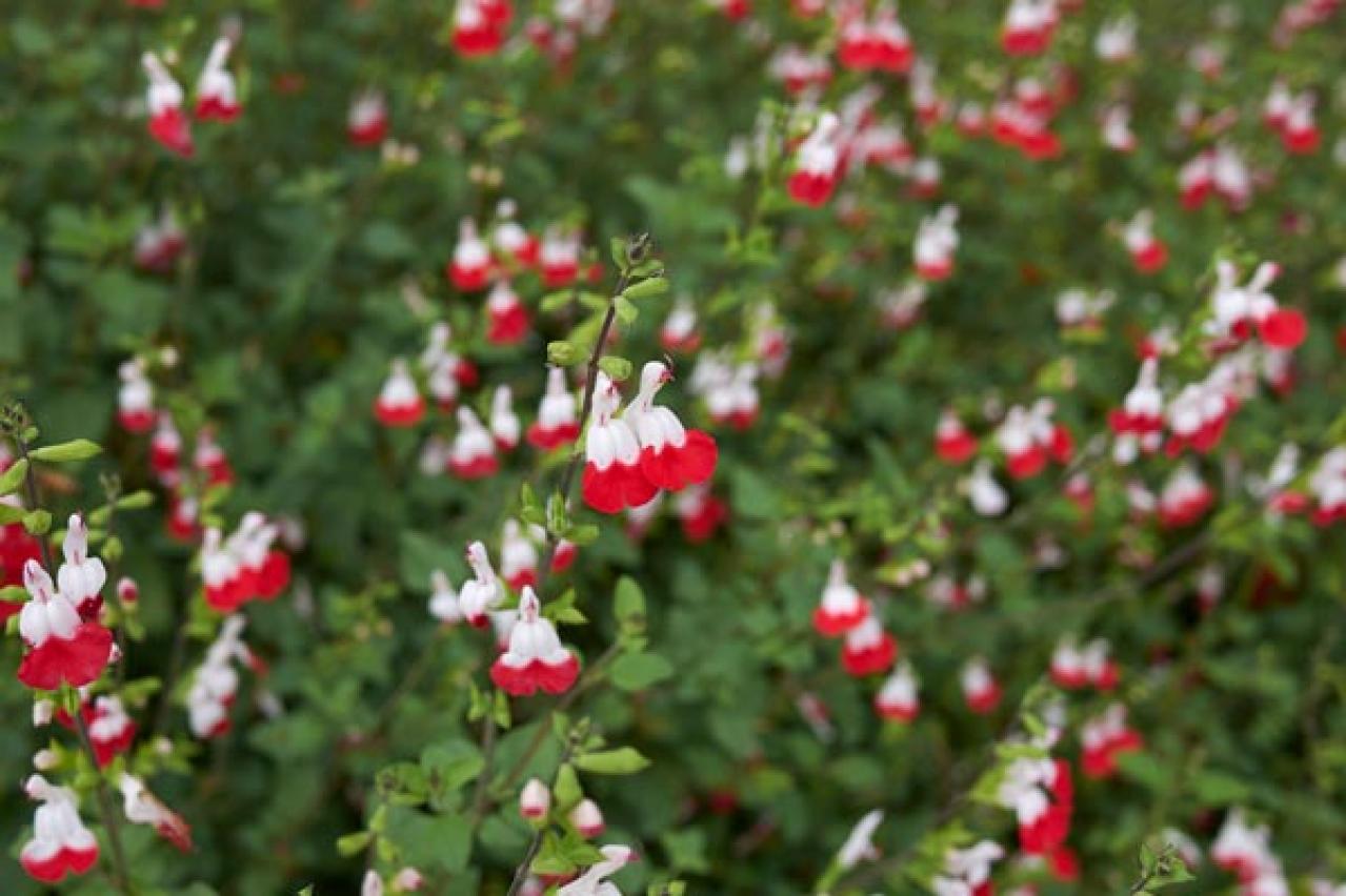 【ガーデニング初心者におすすめ】多年草を選ぶ？それとも一年草？「植物のライフサイクル」（画像4）