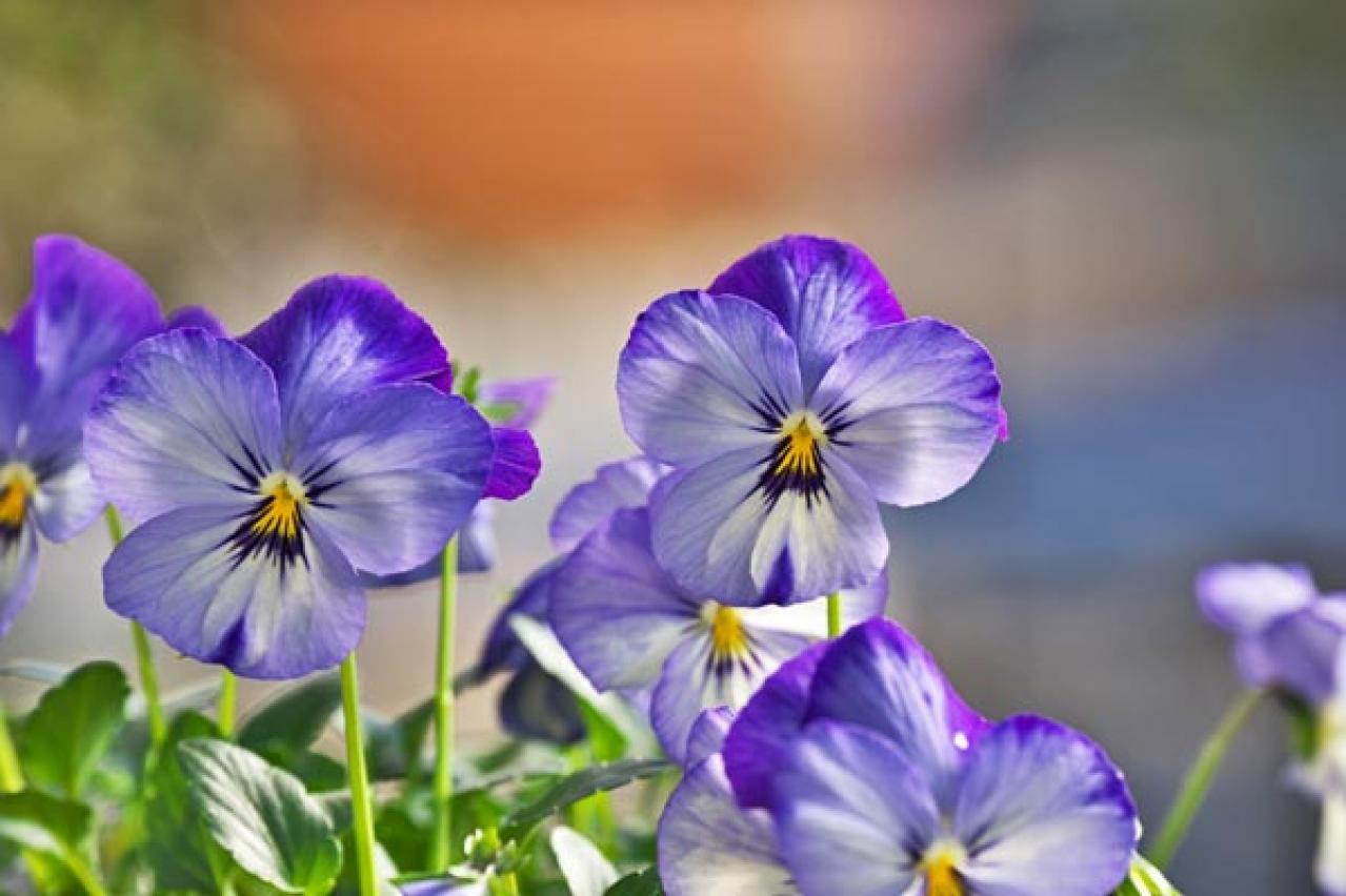 【ガーデニング初心者におすすめ】多年草を選ぶ？それとも一年草？「植物のライフサイクル」（画像5）