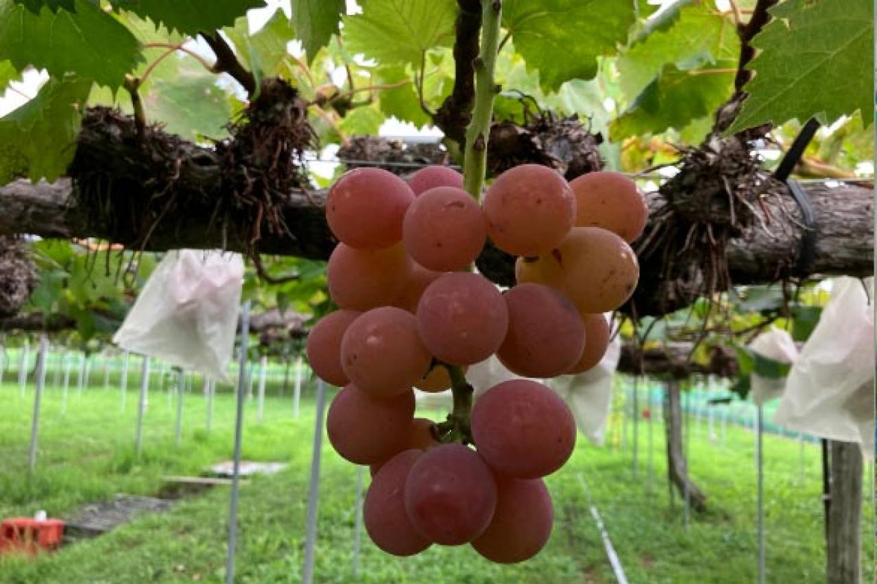 料理研究家　しらいのりこさん絶賛の【パッケージもおしゃれなお取り寄せ】スピンフーズのスパイス／ハッピー太郎醸造所のどぶろく（画像5）